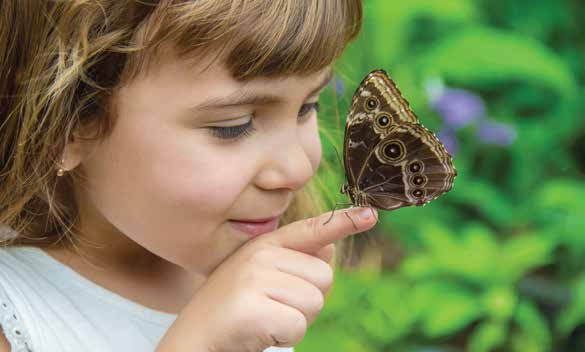 Butterfly World