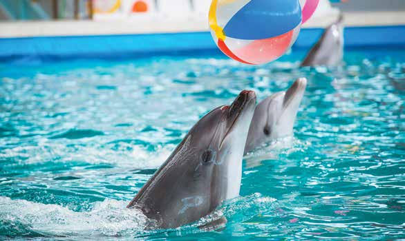 Dolphinarium